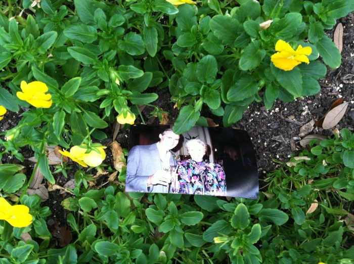 A Photo in The Flowerbed