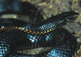 Image Source: http://dangerous-snake-pics1.blogspot.com/2012/12/black-snakes.html